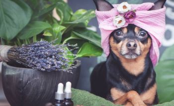 Picture of Delux Dog Wash